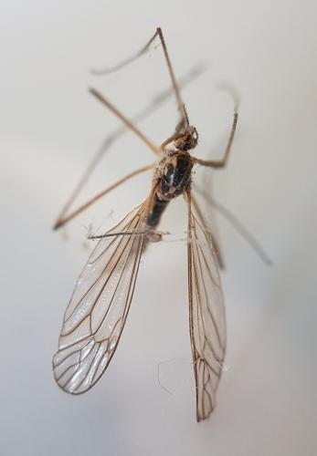 Réf. 222 746 : Nephrotoma appendiculata